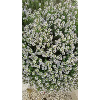 Thymus vulgaris 'Compactus' / Thym de Provence compact