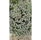 Thymus vulgaris 'Compactus' / Thym de Provence compact