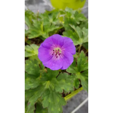 Geranium x ROZANNEÂ® 'Gerwat' / GÃ©ranium bleue Ã  coeur blanc 'Rozanne'