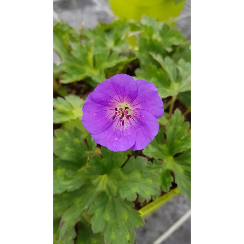 Geranium x ROZANNEÂ® 'Gerwat' / GÃ©ranium bleue Ã  coeur blanc 'Rozanne'