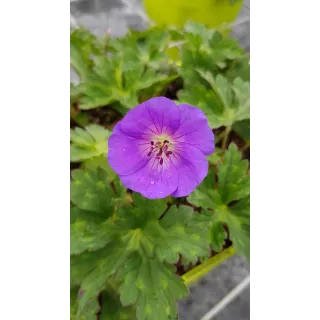 Geranium x ROZANNEÂ® 'Gerwat' / GÃ©ranium bleue Ã  coeur blanc 'Rozanne'