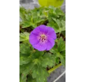 Geranium x ROZANNEÂ® 'Gerwat' / GÃ©ranium bleue Ã  coeur blanc 'Rozanne'