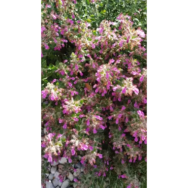 Teucrium chamaedrys / GermandrÃ©e petit-chÃªne nain rose lilas