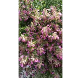 Teucrium chamaedrys / GermandrÃ©e petit-chÃªne nain rose lilas