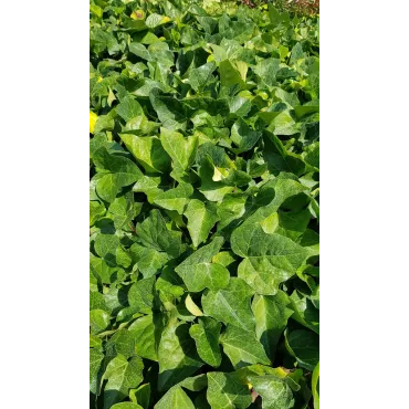 Hedera colchica / Lierre de Colchide