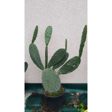 Opuntia lasiacantha 'Blanca Cristalina' / Nopal de Cerro