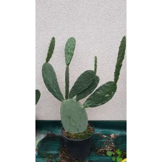 Opuntia lasiacantha 'Blanca Cristalina' / Nopal de Cerro