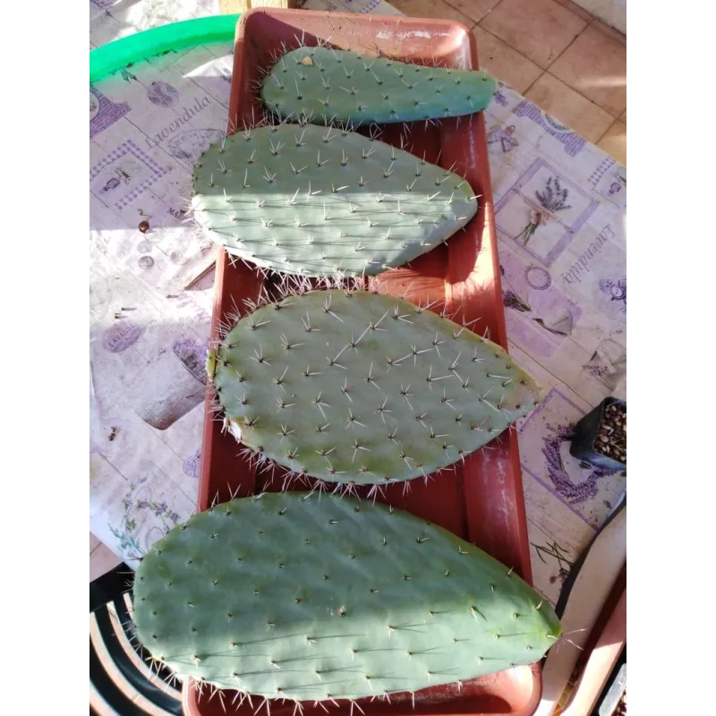 Opuntia lasiacantha 'Blanca Cristalina' / Nopal de Cerro