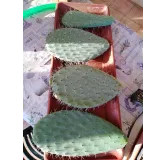 Opuntia lasiacantha 'Blanca Cristalina' / Nopal de Cerro