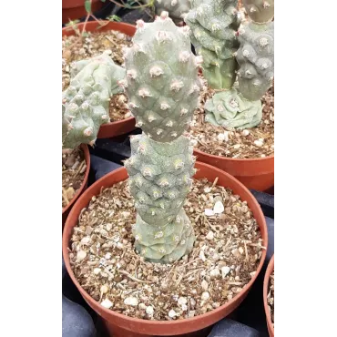 Tephrocactus articulatus var. inermis