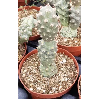 Tephrocactus articulatus var. inermis