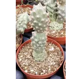 Tephrocactus articulatus var. inermis