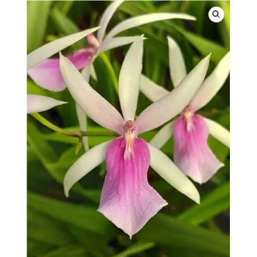 Miltassia estrelita 'Sweet Senorita' / Conteneur de 1 à 1.9 litres / Orchidée