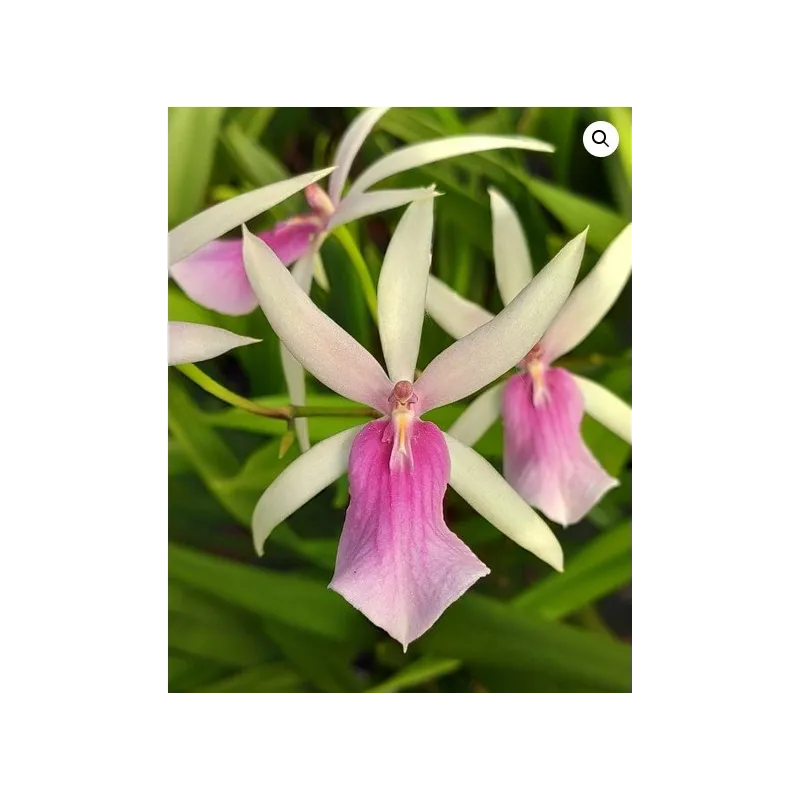 Miltassia estrelita 'Sweet Senorita' / Conteneur de 1 à 1.9 litres / Orchidée