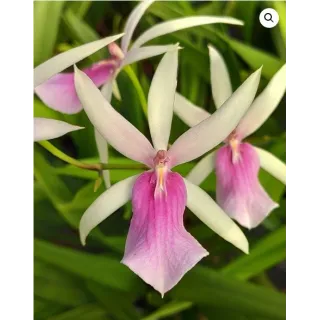 Miltassia estrelita 'Sweet Senorita' / Conteneur de 1 à 1.9 litres / Orchidée