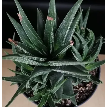 Haworthia herbacea