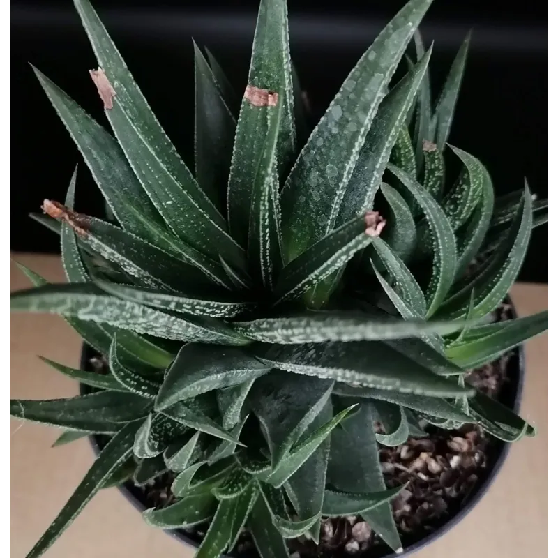 Haworthia herbacea