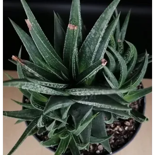 Haworthia herbacea