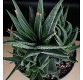 Haworthia herbacea