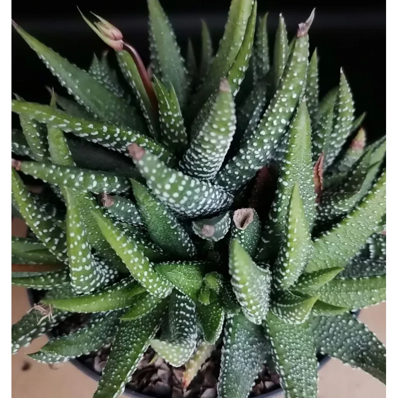 Haworthia 'Enon'