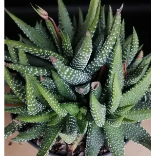 Haworthia 'Enon'