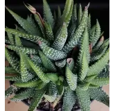 Haworthia 'Enon'