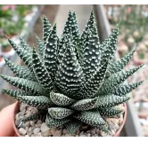 Haworthia 'Royal Albert'