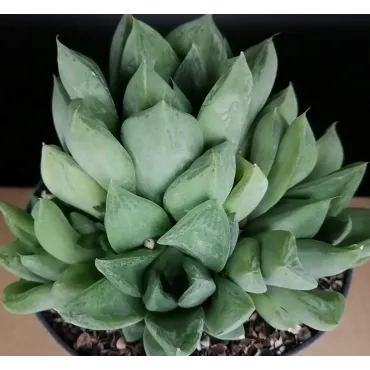 Haworthia cymbiformis