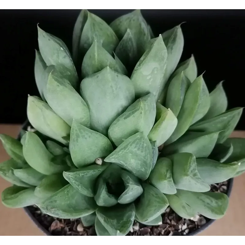 Haworthia cymbiformis