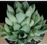 Haworthia cymbiformis