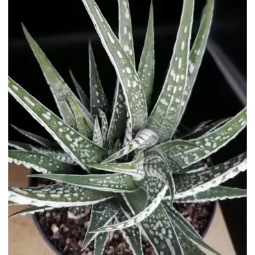 Haworthia fasciata 'Alba'