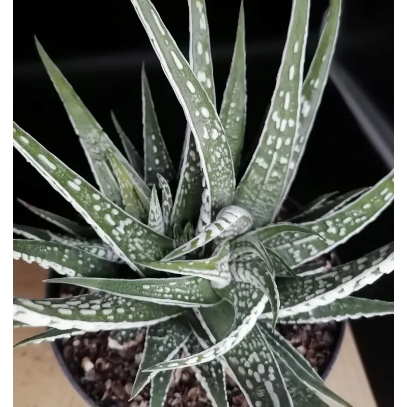 Haworthia fasciata 'Alba'