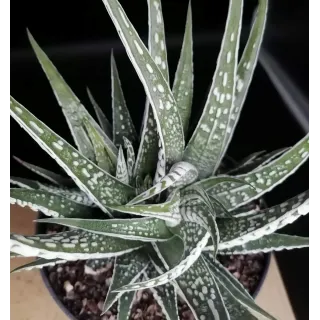 Haworthia fasciata 'Alba'