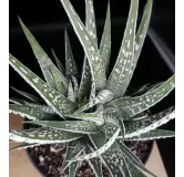 Haworthia fasciata 'Alba'