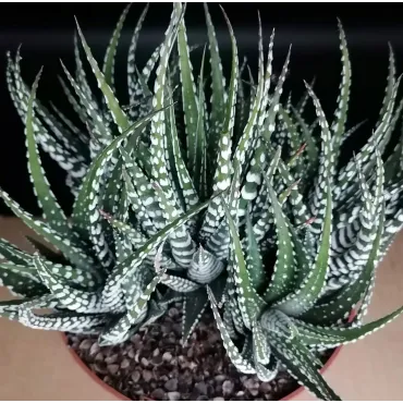 Haworthia fasciata 'Big Band'