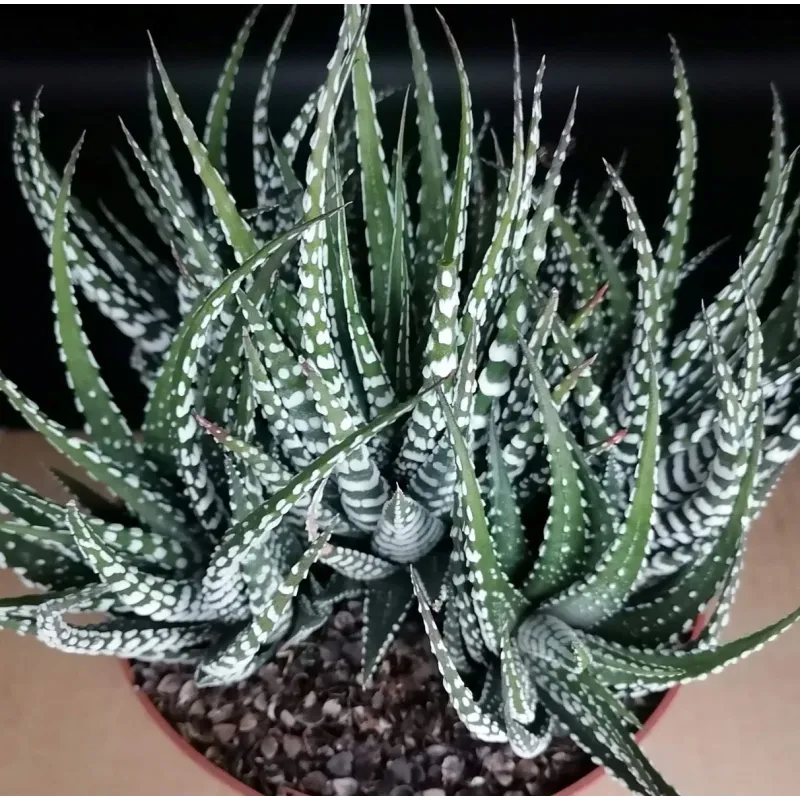 Haworthia fasciata 'Big Band'