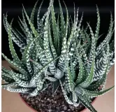 Haworthia fasciata 'Big Band'