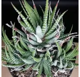 Haworthiopsis attenuata f. Clariperla