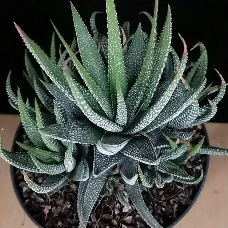 Haworthia fasciata var Concolor