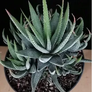 Haworthia fasciata var Concolor