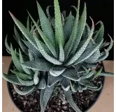 Haworthia fasciata var Concolor