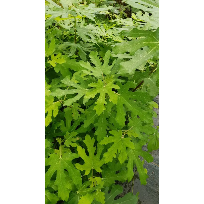 Ficus carica 'Longue d'aoÃ»t' / Figuier 'Longue d'aoÃ»t'