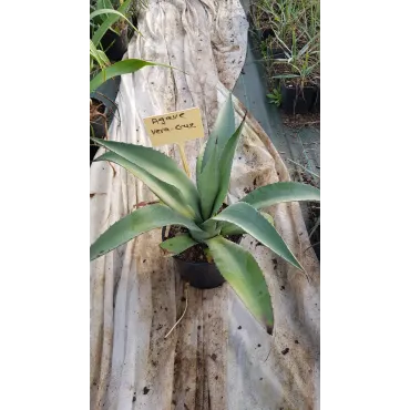 Agave vera-cruz / Agave lurida / Choka bleu