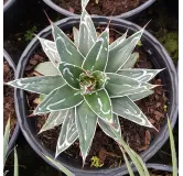 Agave victoriae-reginae 'Huasteca Canyon' / Agave de la reine Victoria / Conteneur de 2 à 2.9 litres