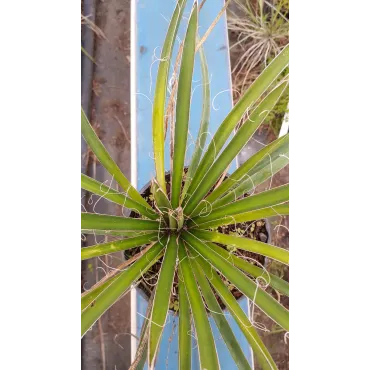 Yucca filifera / Yucca filifÃ¨re