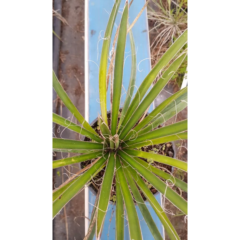 Yucca filifera / Yucca filifÃ¨re