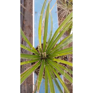 Yucca filifera / Yucca filifÃ¨re