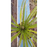 Yucca filifera / Yucca filifÃ¨re