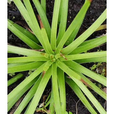 Agave stricta 'Rubra'