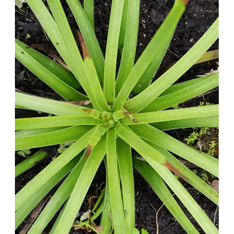 Agave stricta 'Rubra'